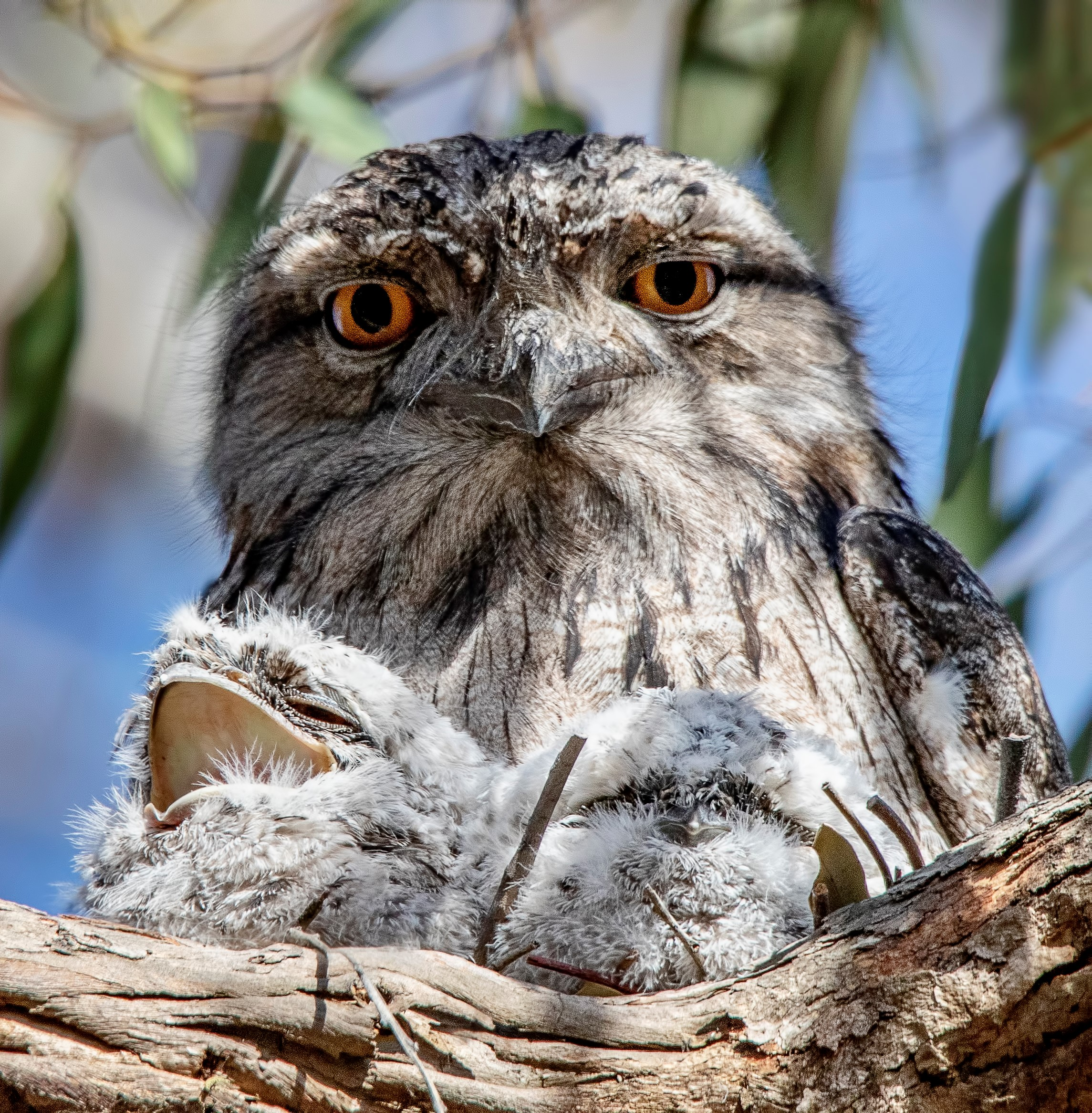 SLY: Why a St Kilda woman called police over a tawny frogmouth