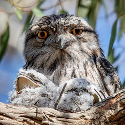 SLY: Why a St Kilda woman called police over a tawny frogmouth