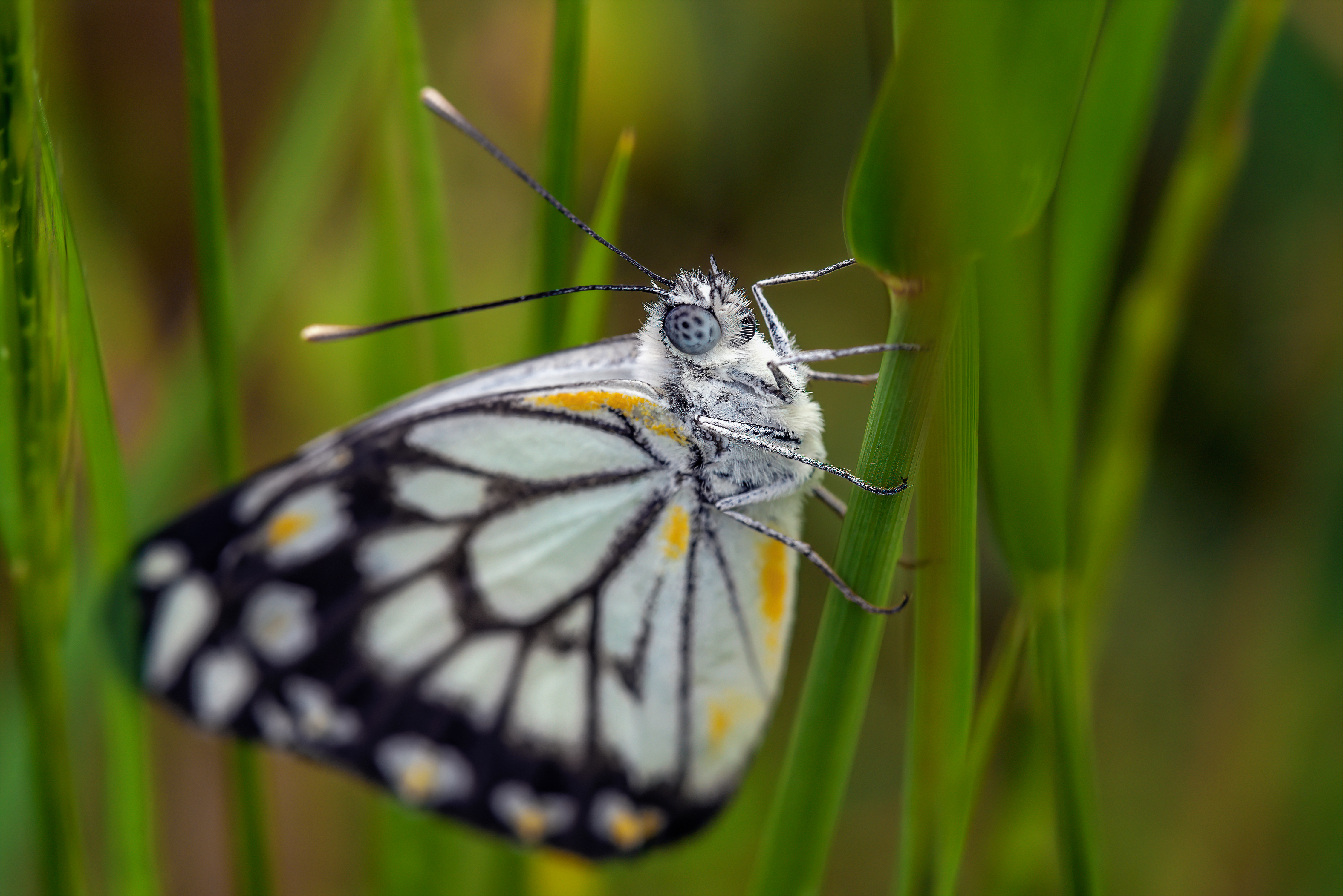 Why there are so many white butterflies in Melbourne right now