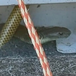 How a fisherman survived an 11 kilometre boat ride with a tiger snake!
