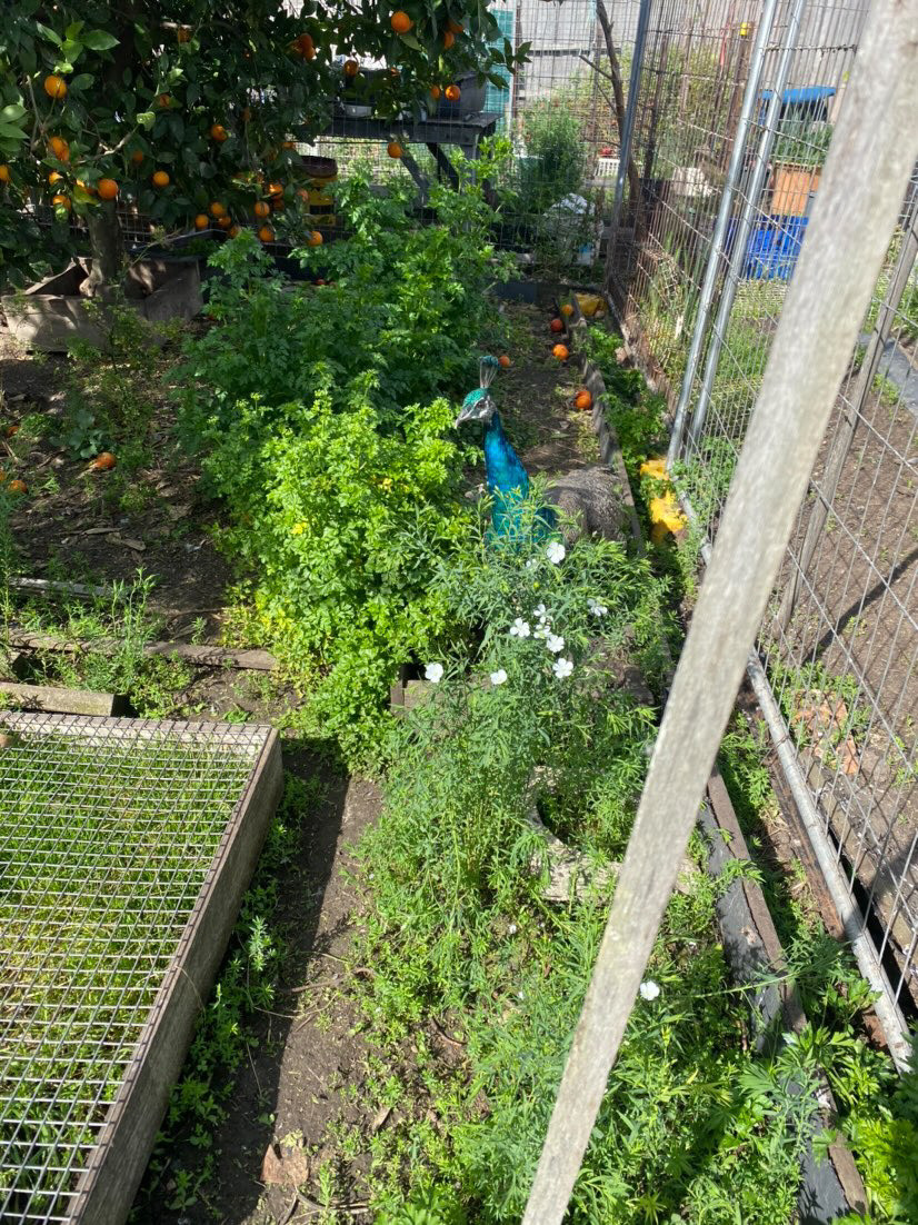 Peacock 'hanging out' in a Sunshine West backyard