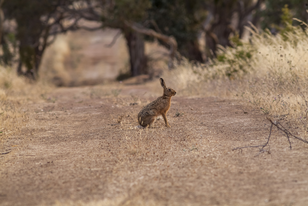 How 24 English rabbits sparked Australia's most devastating biological invasion