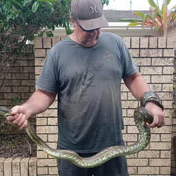 Five-year-old bitten and dragged into pool by huge python