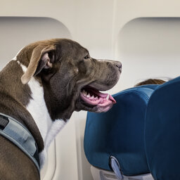 Dogs and cats could soon be allowed to travel in Australian plane cabins