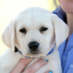 Guide Dogs WA desperately seeking for 'Puppy Raisers' for new pups