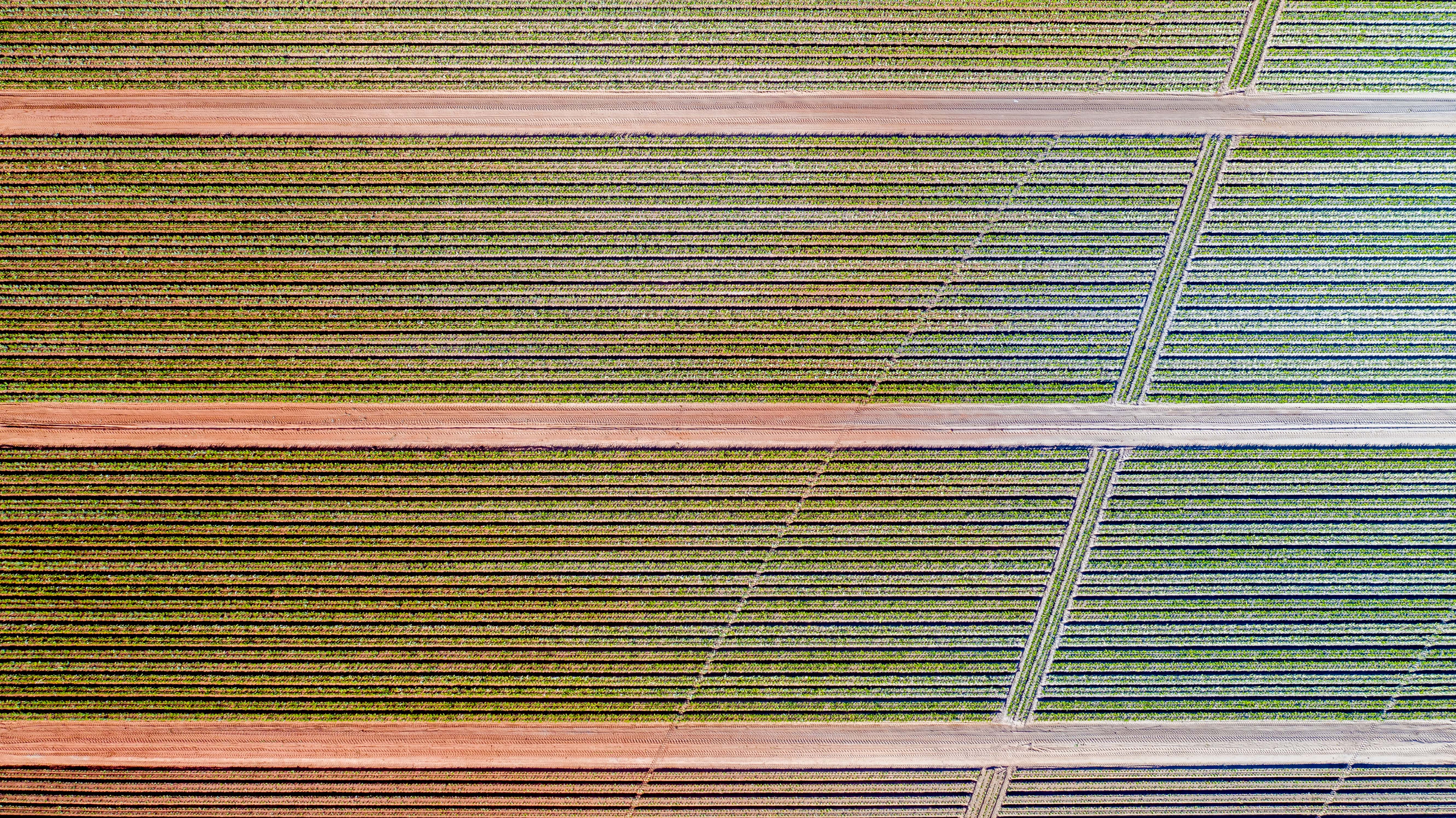 Loyal Pacific Islanders ensuring pineapples are picked