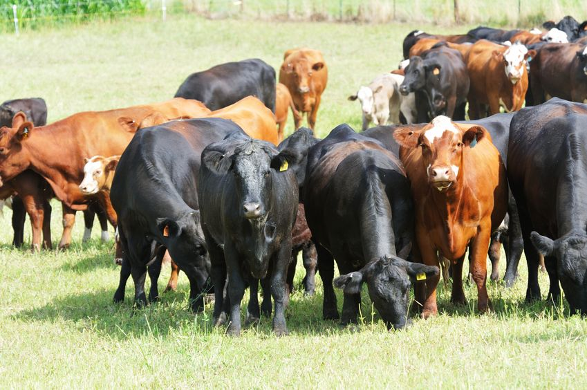 Australian exporters helping cattle in Vietnam