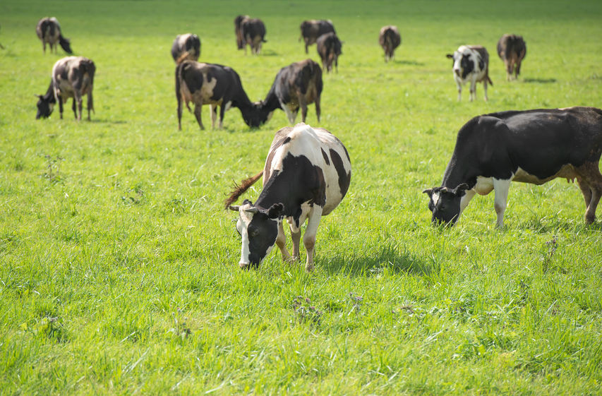 Dairy Recovery