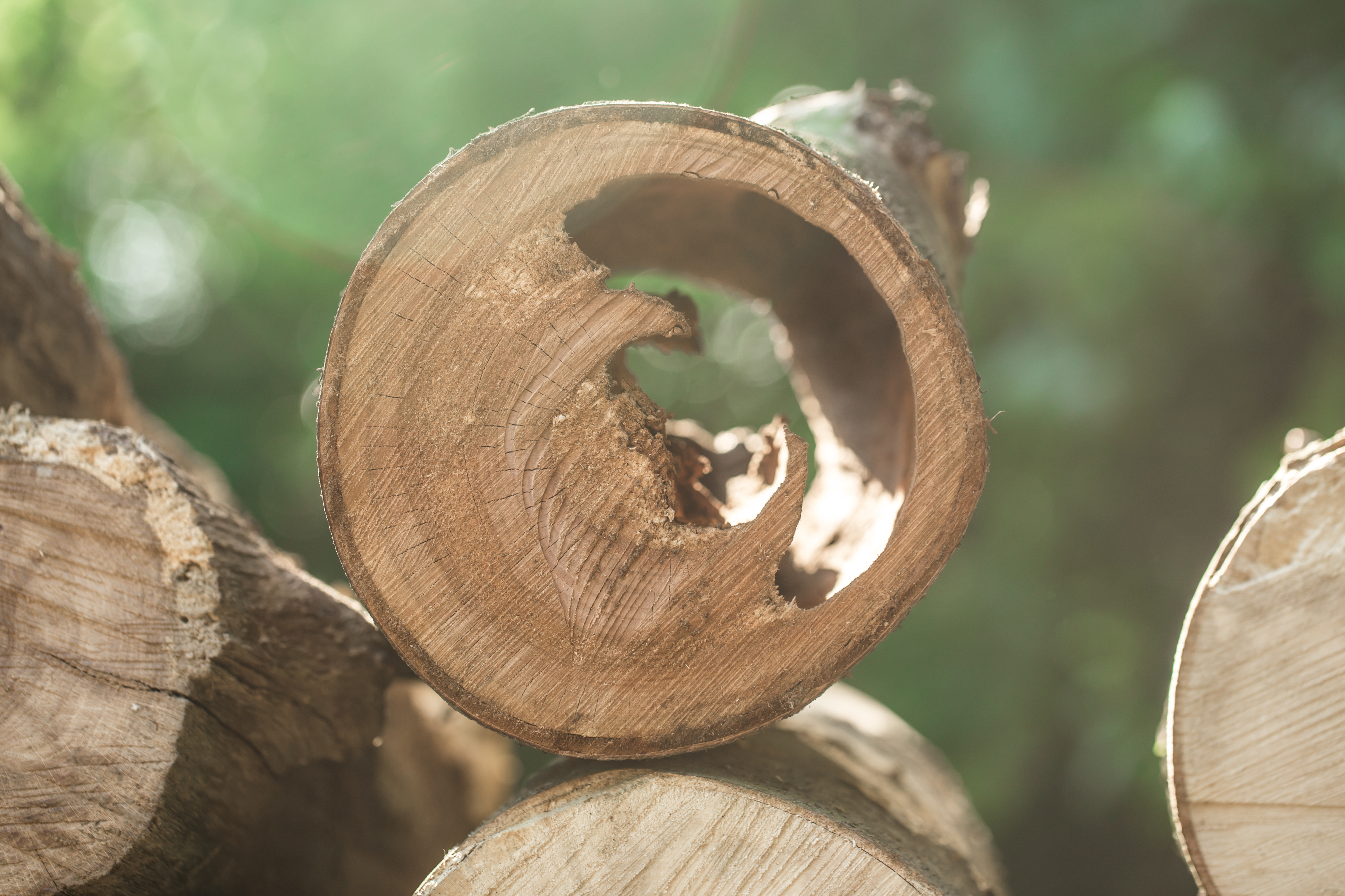 Possums Leadbeater Lives - Timber Workers Suffer.