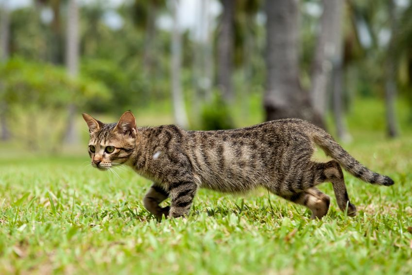 Feral Cat Tracking