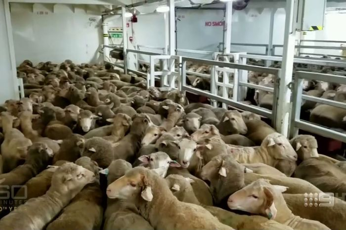 Milestone for live export dehumidification trial