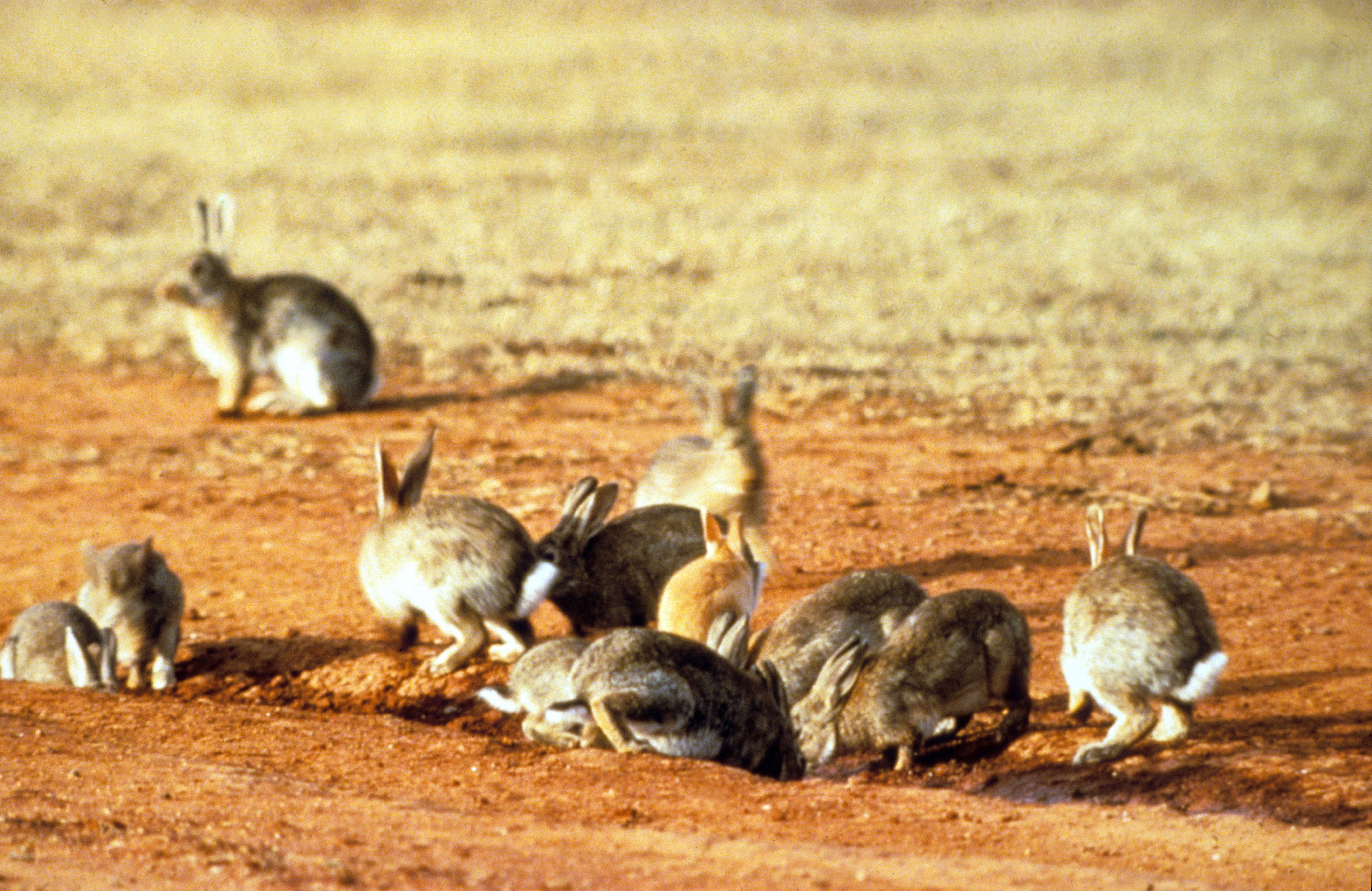 Getting the timing right on rabbit management