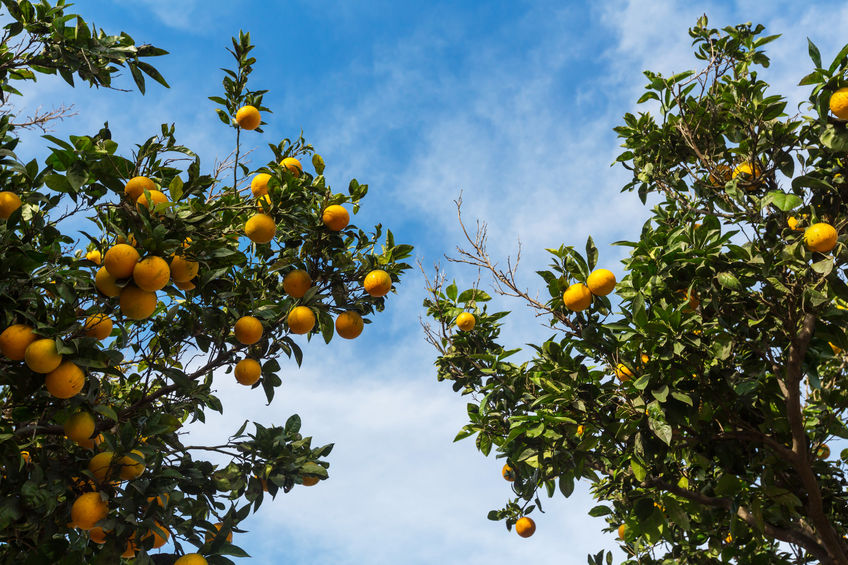 Delicious citrus crop expected to be a big one