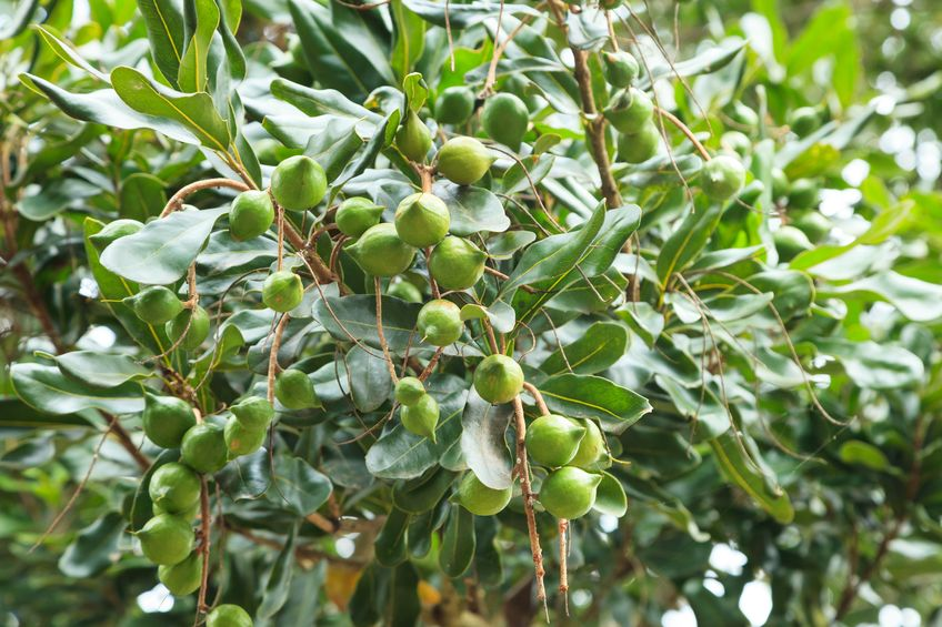 Macadamia tree shaking eliminates spread of disease