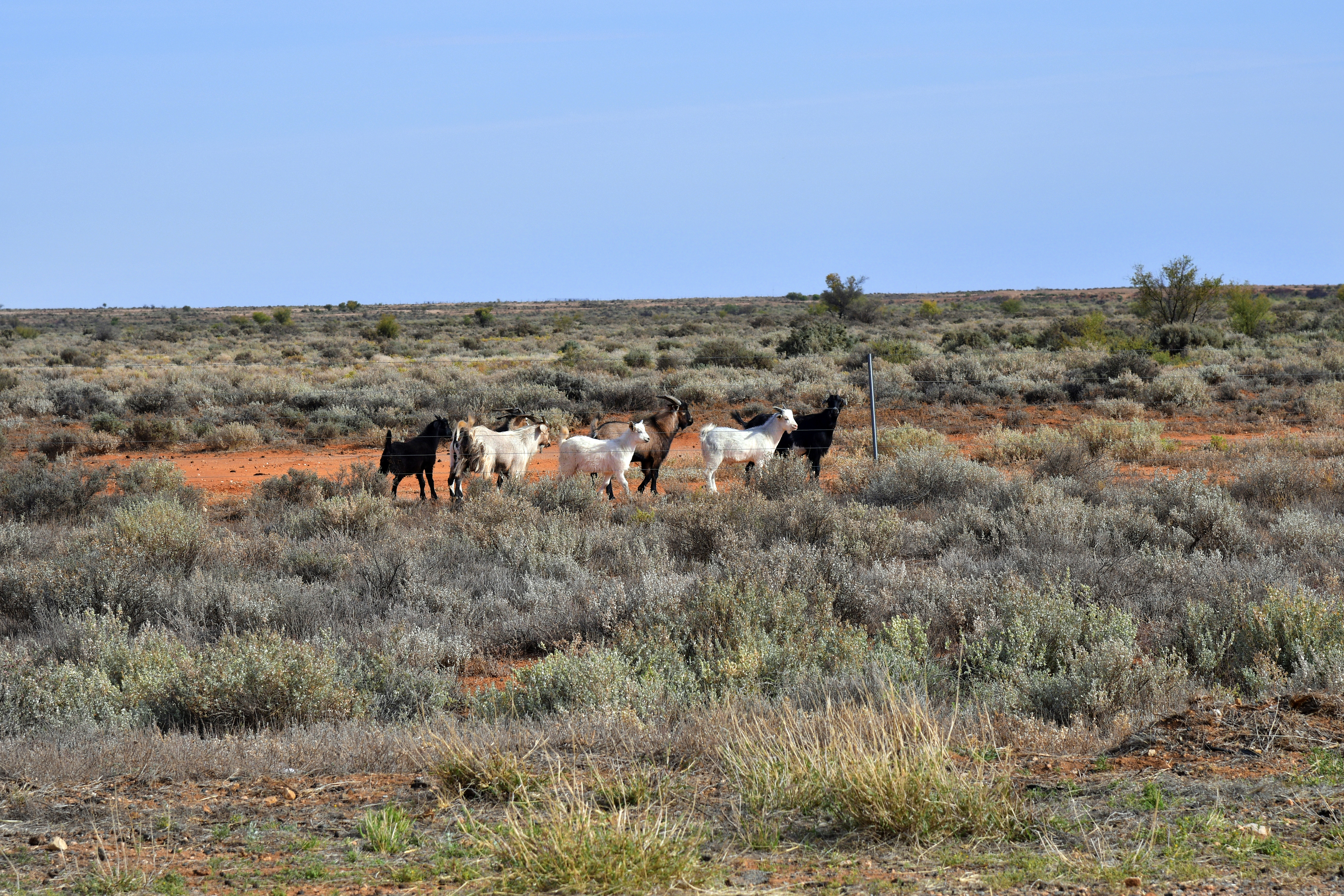 Bourke goat processor to re-open in 2022