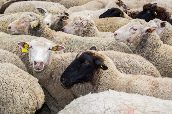 Exporters frustration as government moves to appoint an advocate for the live sheep trade ban