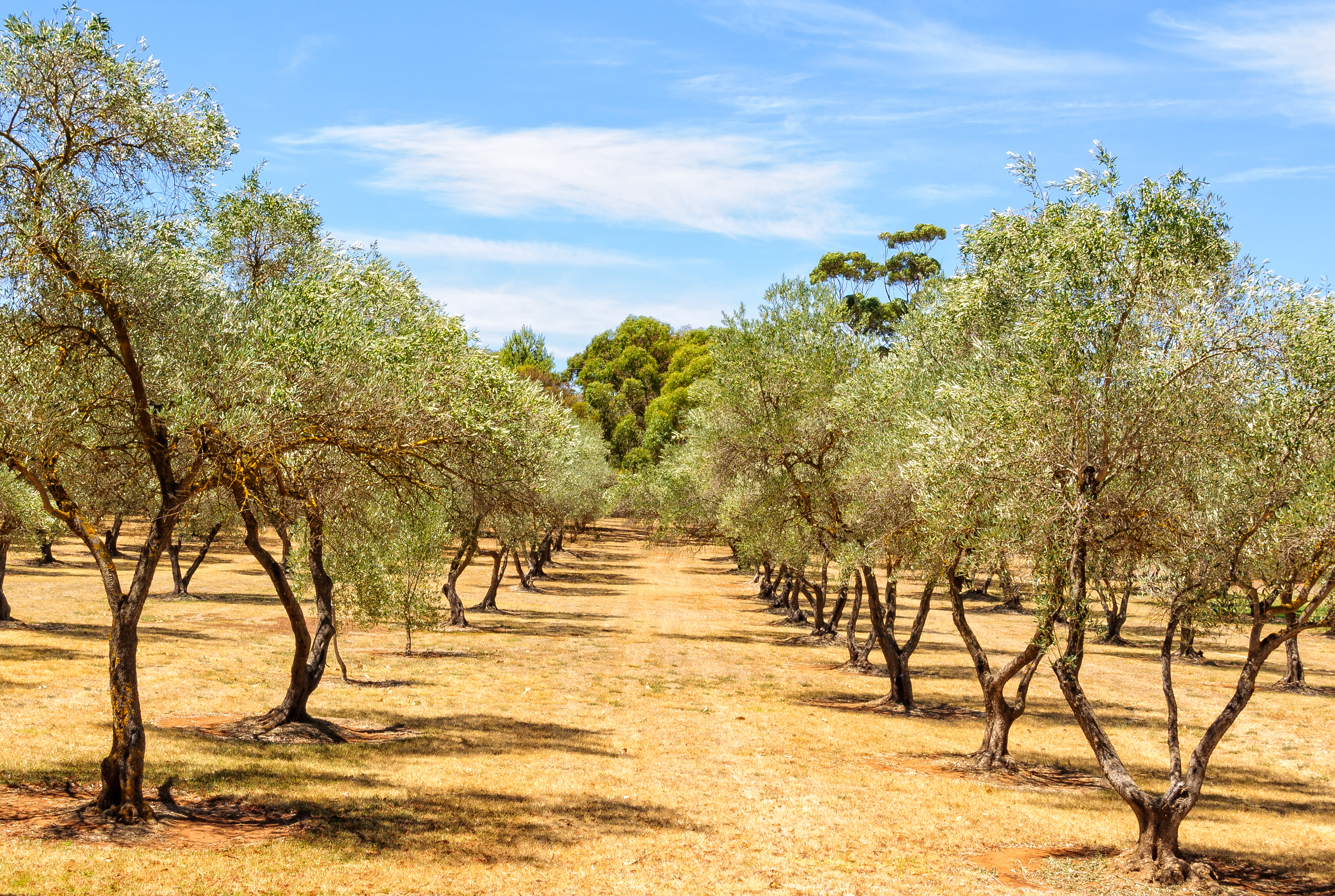 Almond price optimism