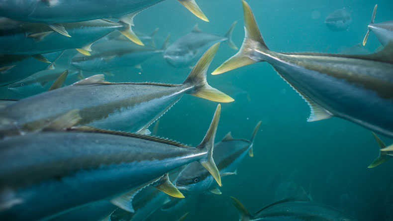 Kingfish making a sustainable splash