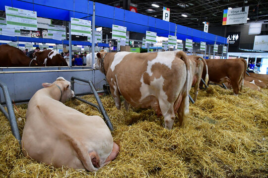 Show organisers, offered a helping hand