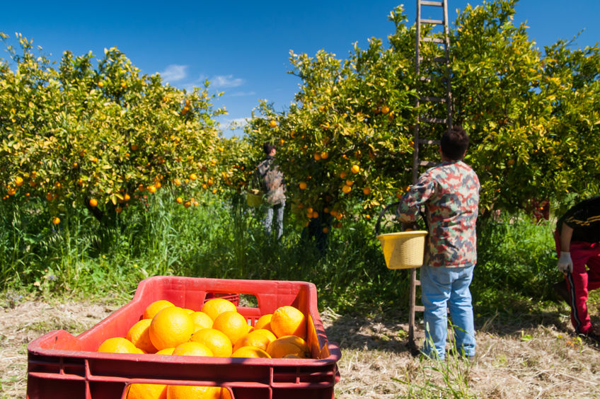 Vegetable growers fear for the future of workforce