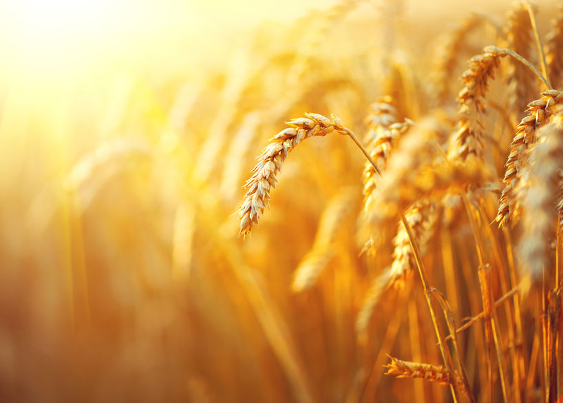 Wheat: the potential to be more salt-tolerant.