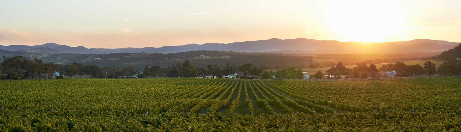 Extreme nighttime temperatures bring forward wine vintage