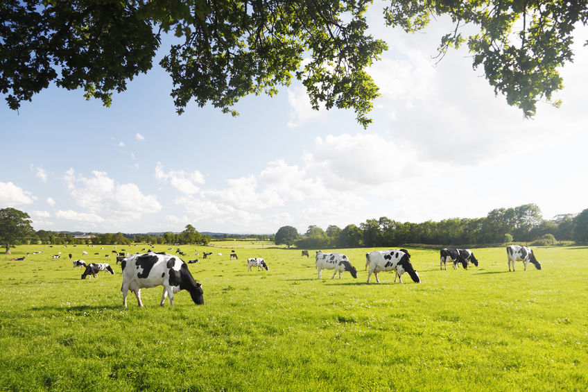 Dairy farmers feeling the pinch from delays to mandatory code