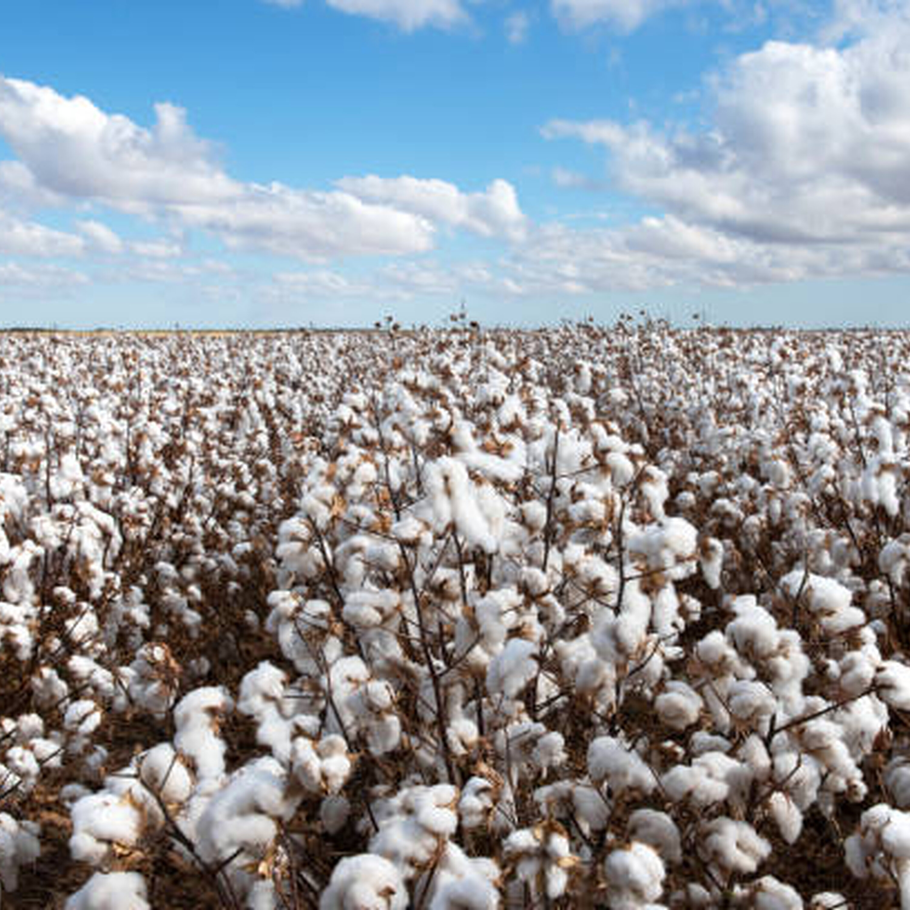 Australia cottons on to natural fibre - bue there are fears about the season ahead episode artwork