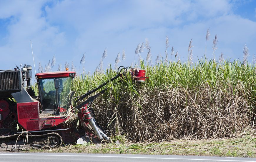 Sugarcane Harvest