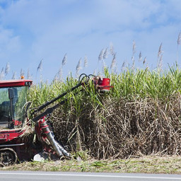 Sugarcane Harvest