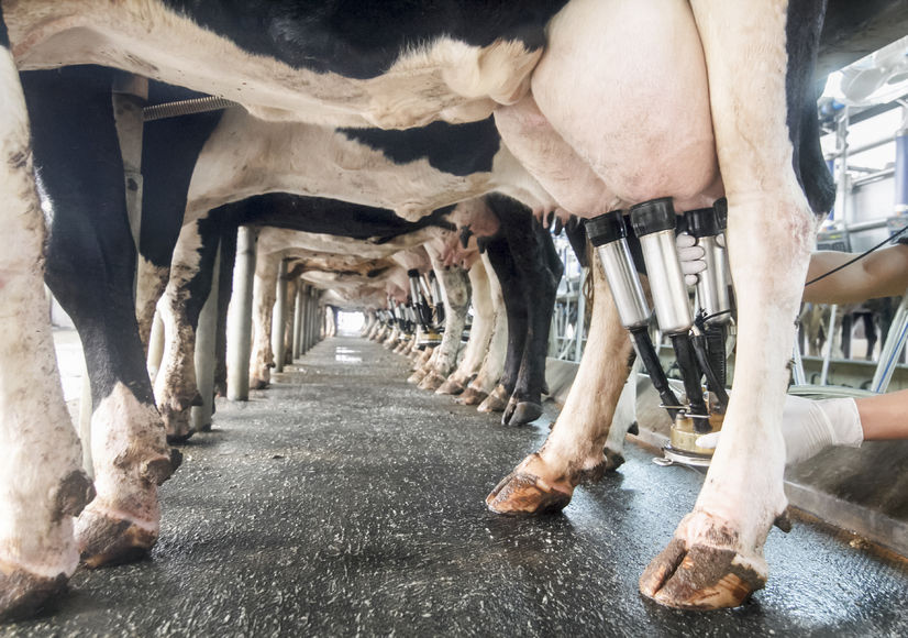 Historic milk auction