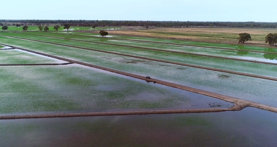 Increased rain produces strong rice crops