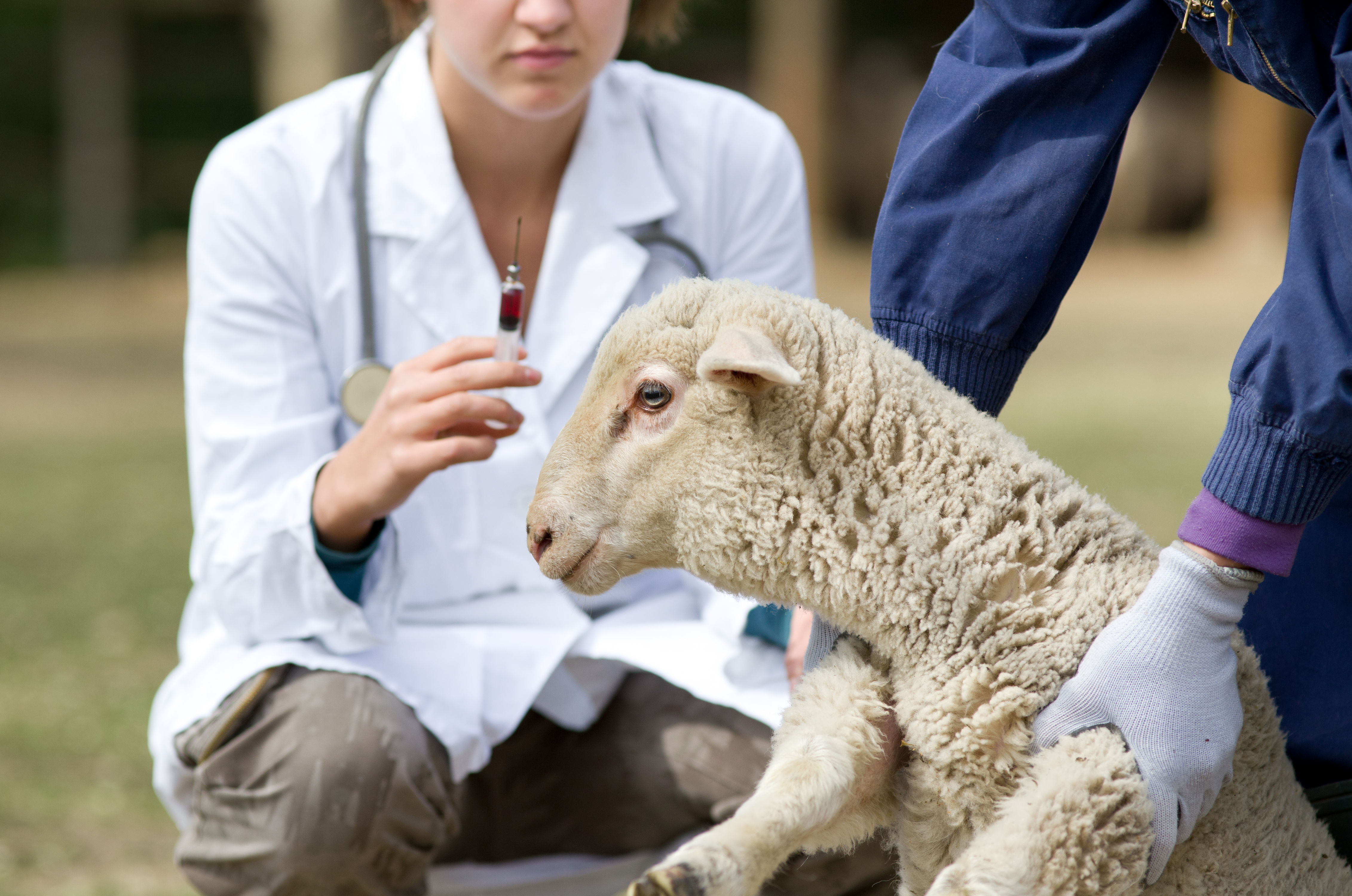Wool Hormone Tests - a new tool for farmers to 'ewes'