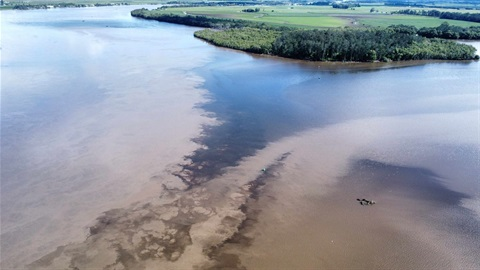 Thousands of dead fish wash up on Northern NSW shores