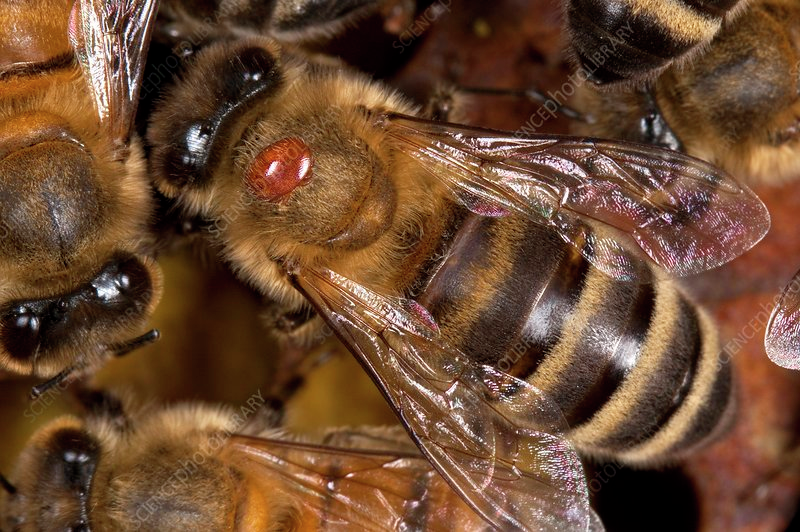 Another blow for the hone bee industry, after another detection of chemical treatment resistant Varroa mites episode artwork