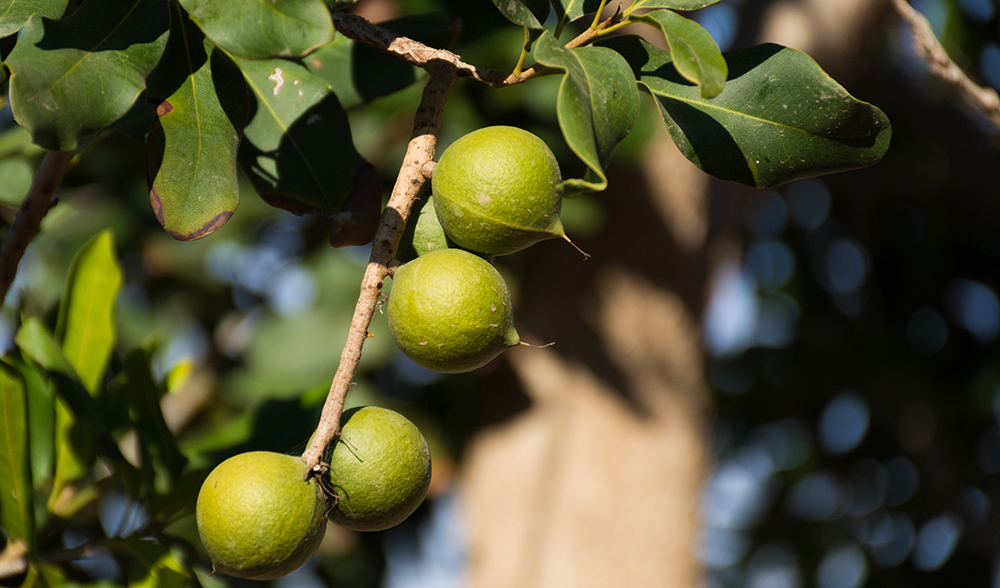 Boosting Macadamia Nut Production