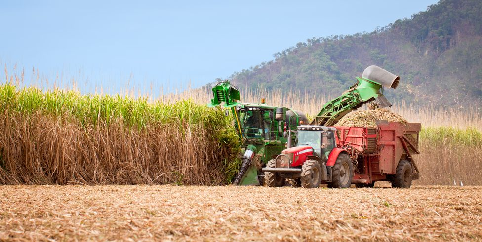 Survey places cane growers at the heart of industry growth