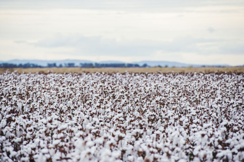 Cotton's comeback year