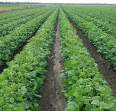 On Farm Trials Boosting Mungbeans