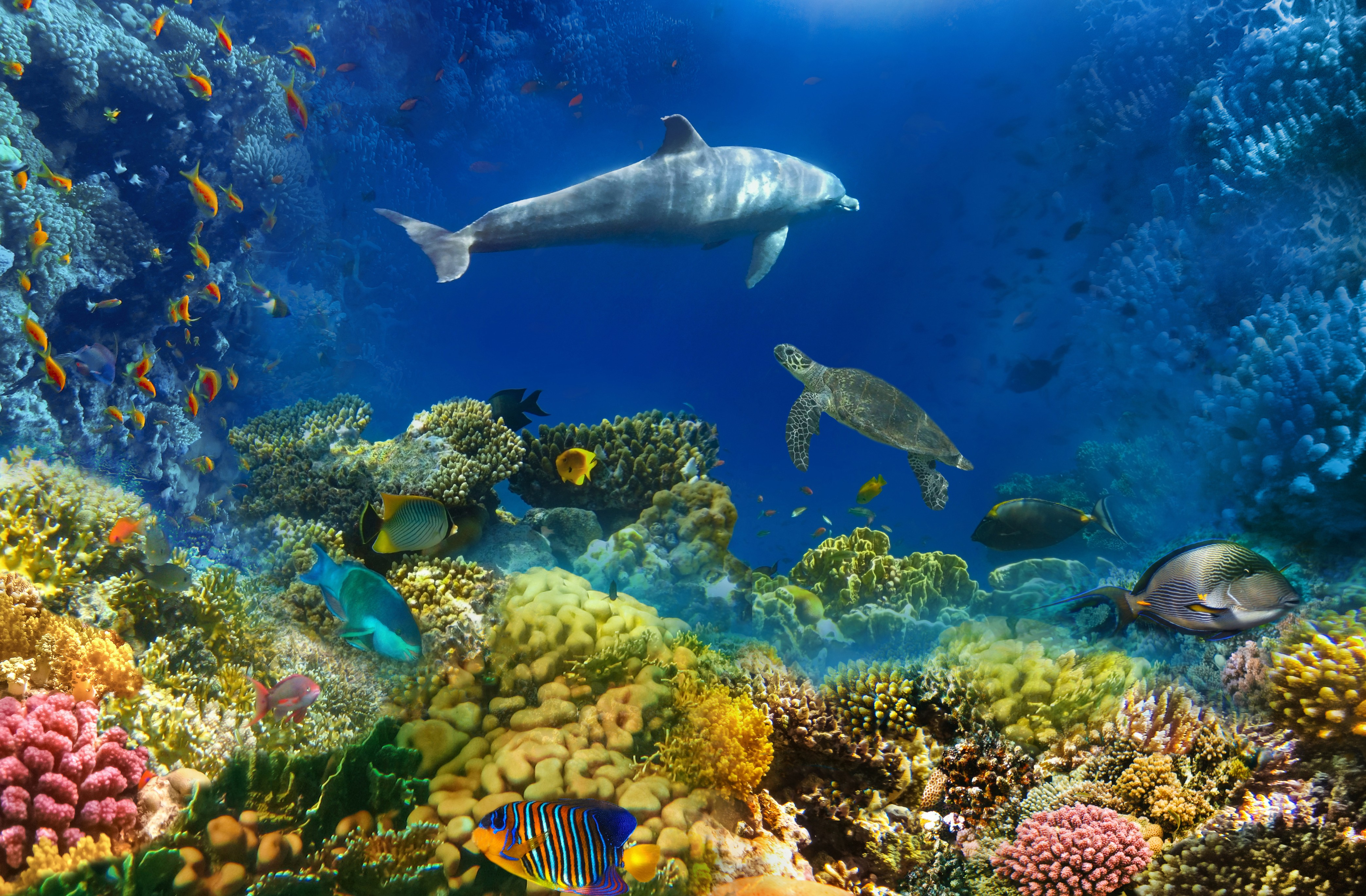 Tropical Marine Species Under Threat