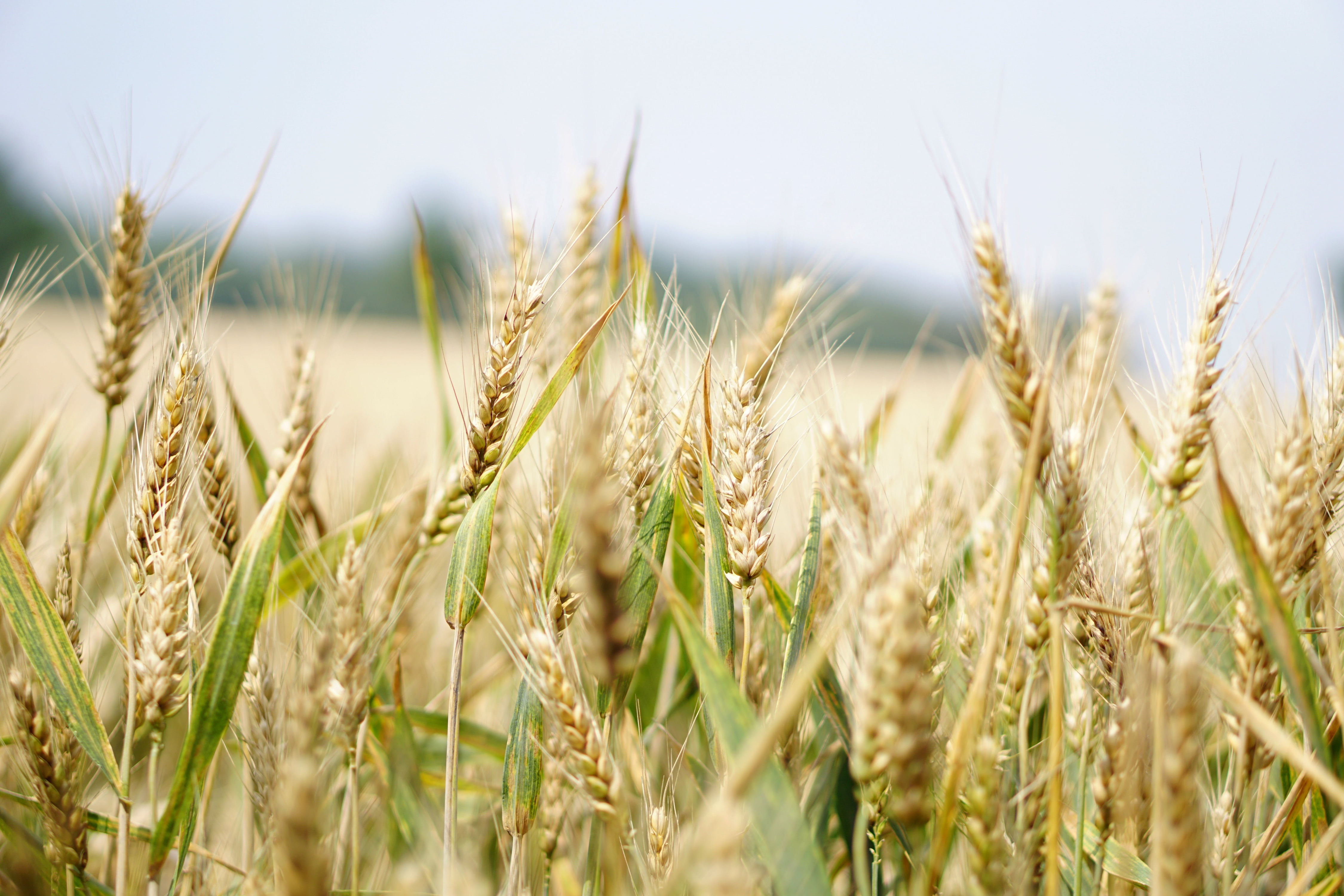 Alternative grain options to combat climate change