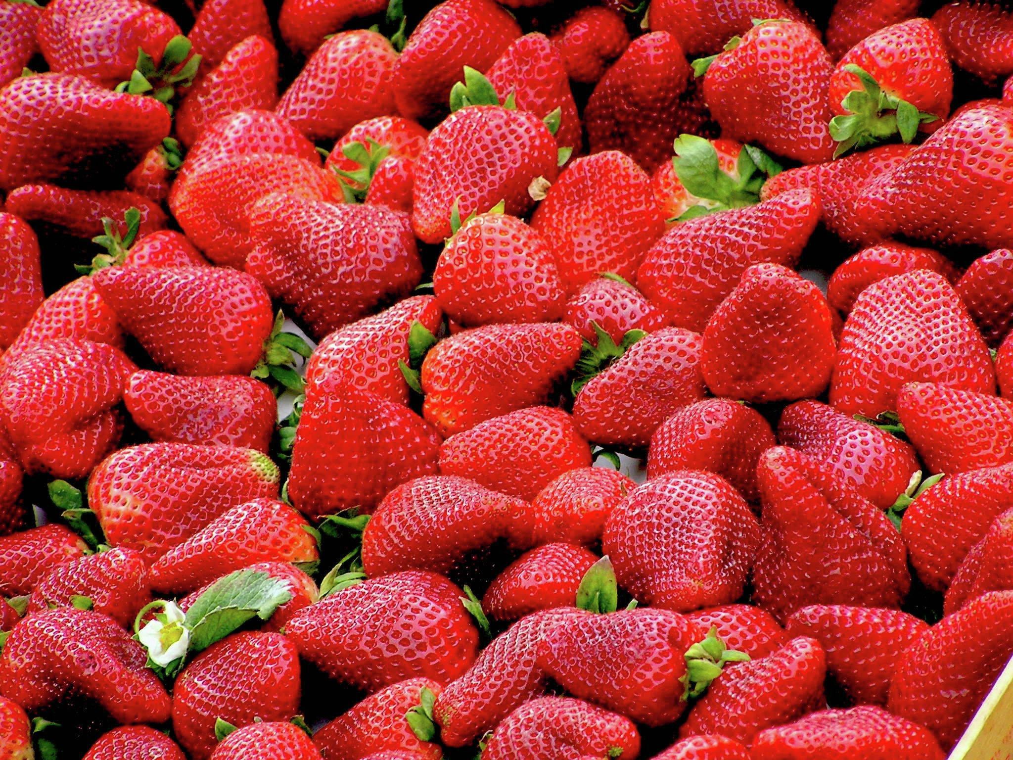 Inaugural berry industry awards to be held in February