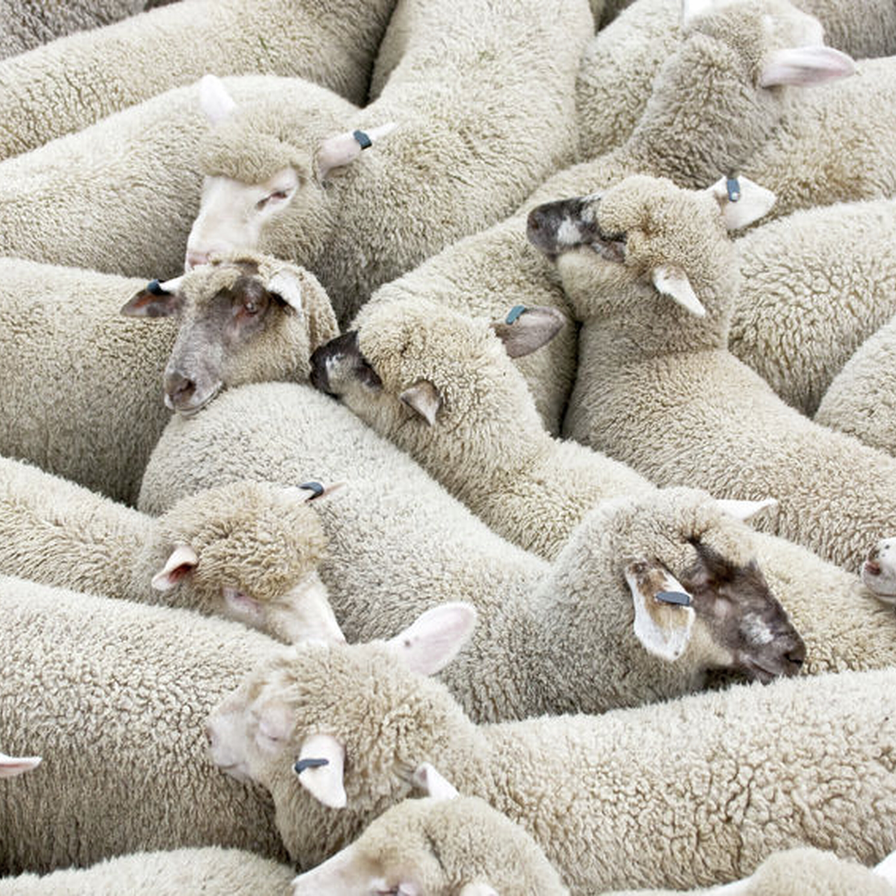 Cunning sheep duffers target pregnant ewes episode artwork