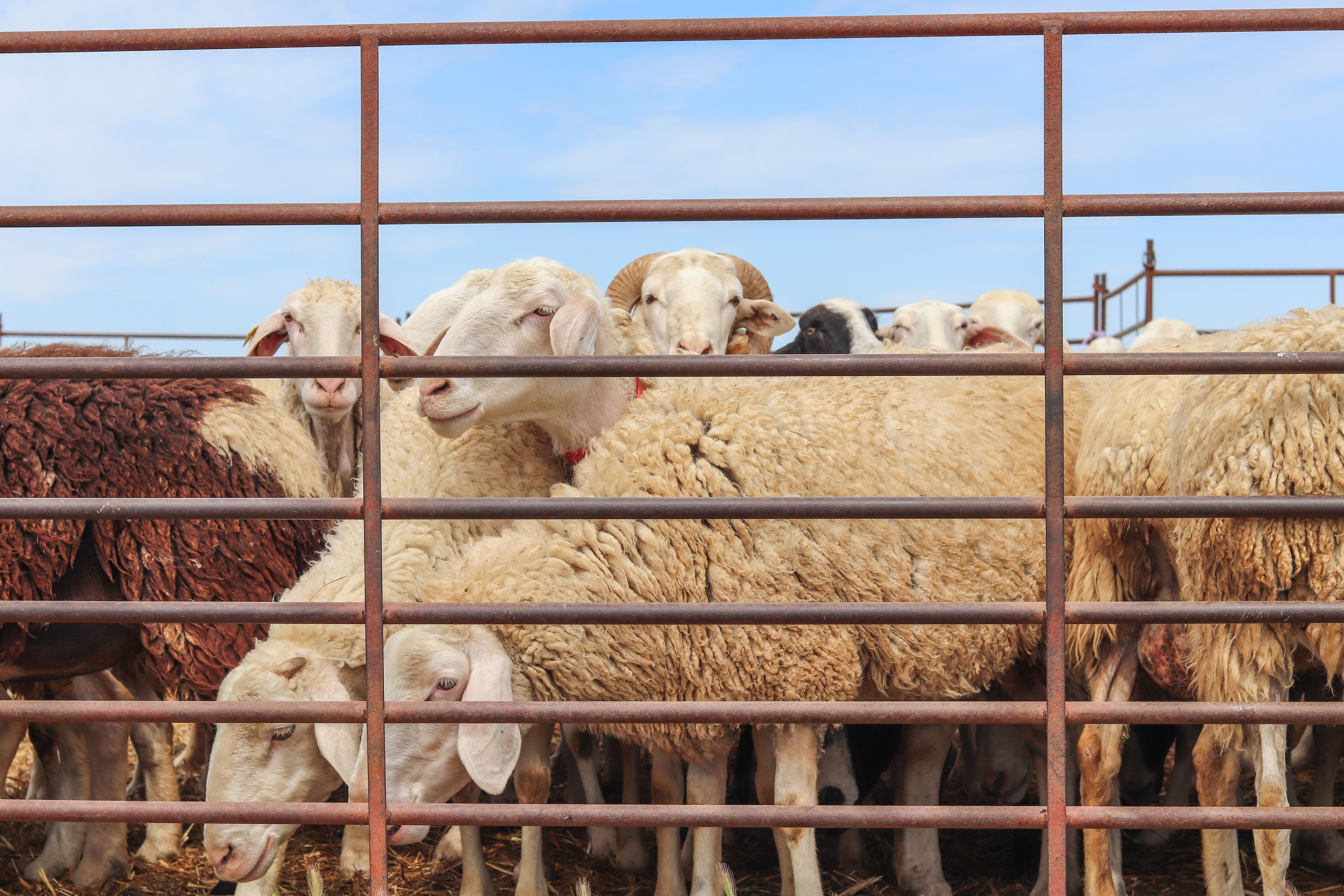 A new way being developed to mass weigh sheep episode artwork