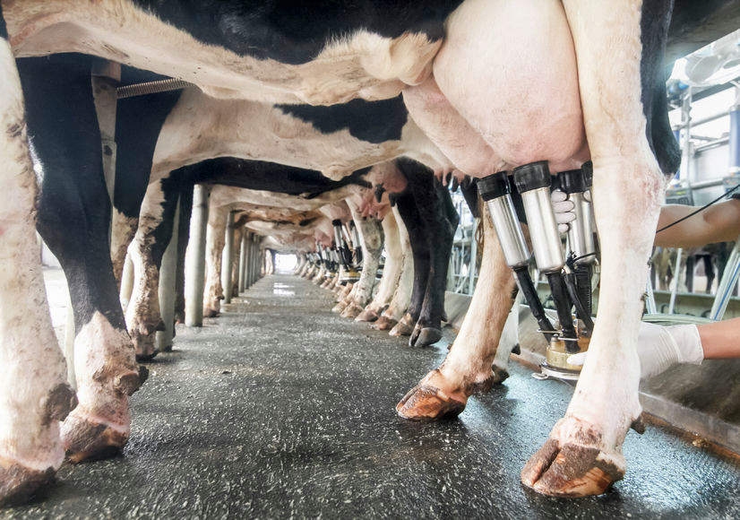Tough conditions expected to continue for Australian dairy farmers episode artwork