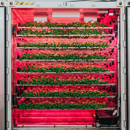 New technology to grow leafy greens