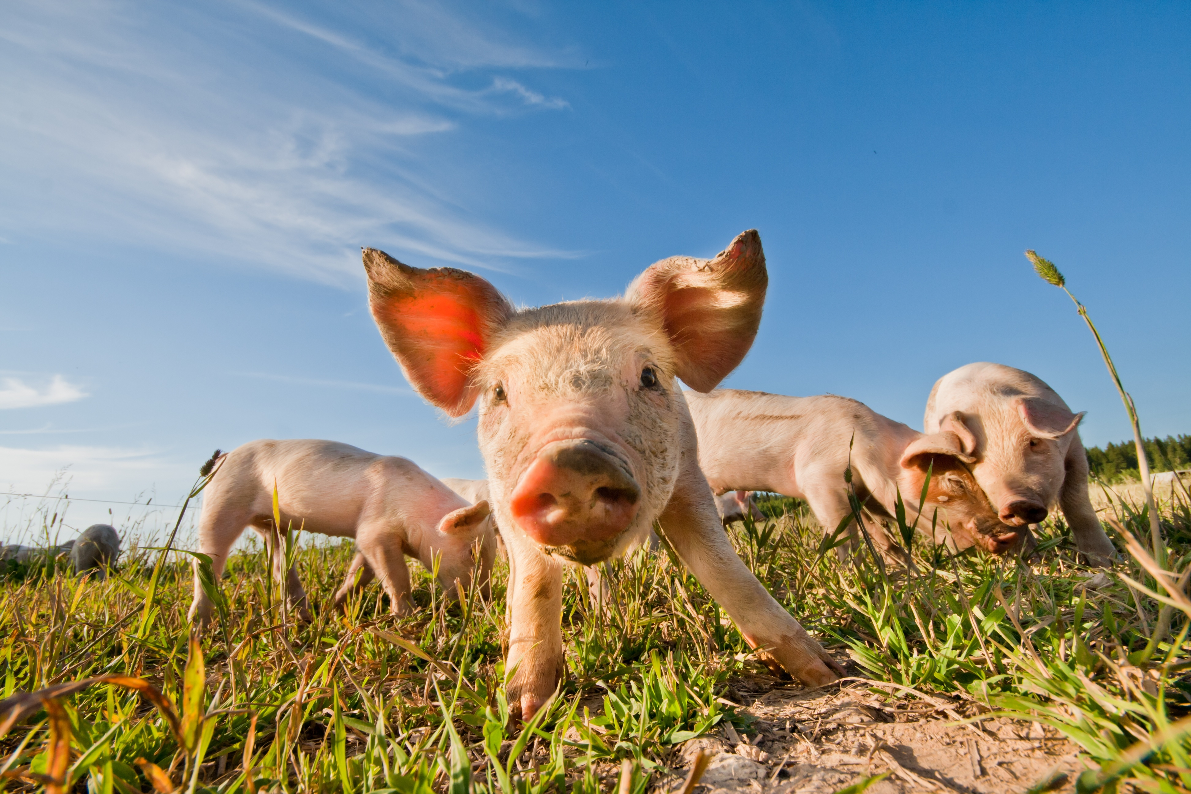"It's scary for us" | Pig disease gets closer to Australia