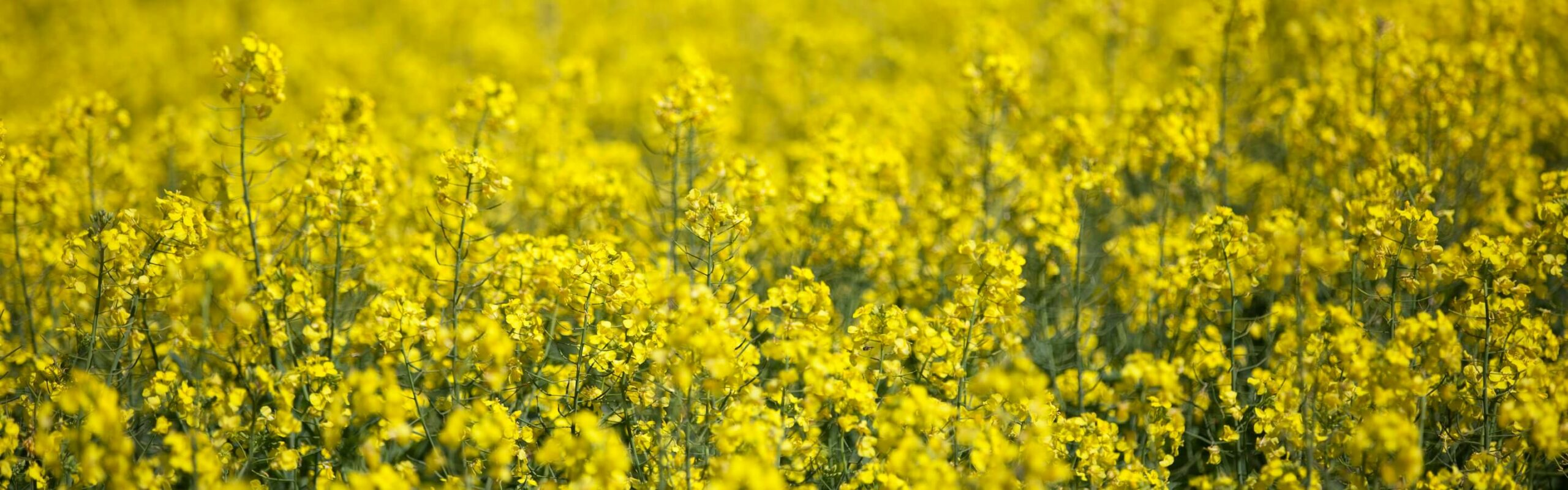 Canola alternative; gaining pace