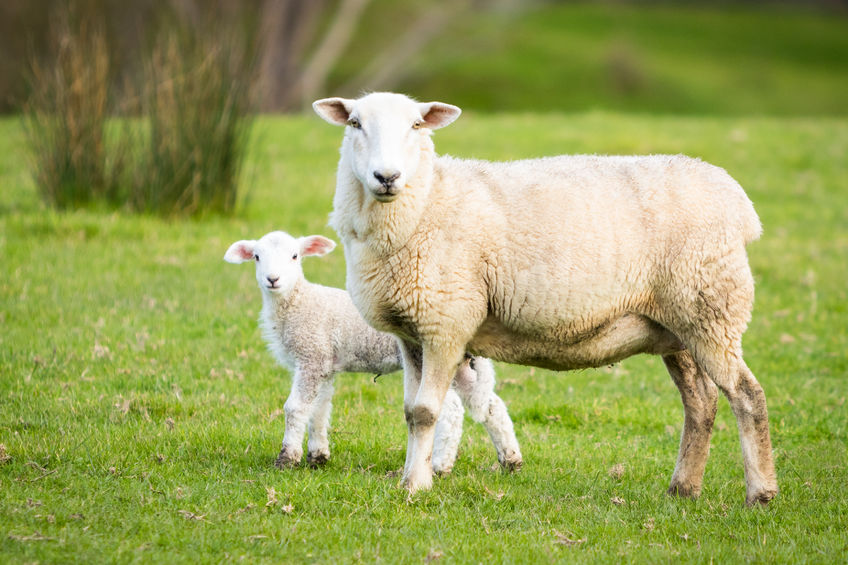 Wool industry looks to put sheepish 2020 behind it