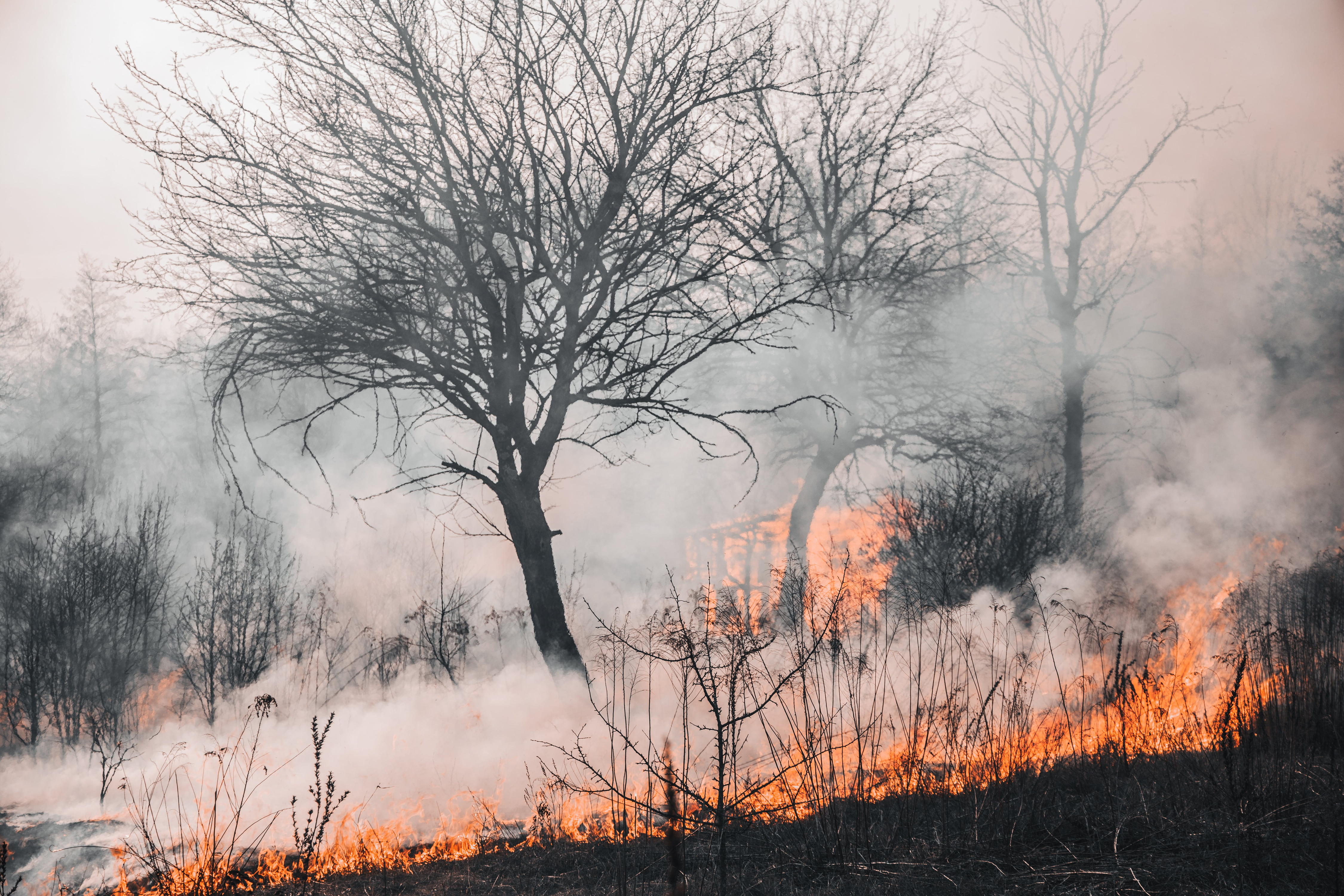 Battling bushfires with AI